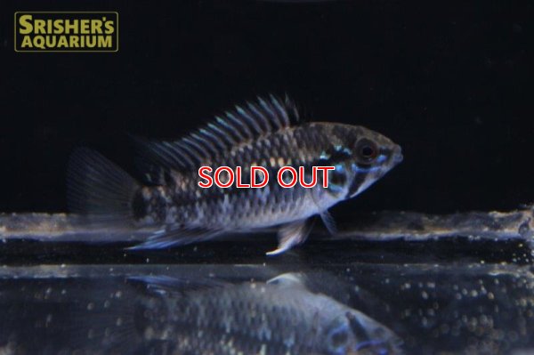 画像3: アピストグラマ ｓｐ.  ”リオカウラ” sv-50 ブリード F1（ペア）【２０１９年採集】【ベネズエラ】