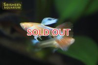 国産RREAアクアマリンレッドテール　グッピー（パンジー）（ペア）
