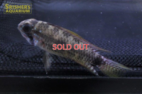 画像5: アピストグラマ　ブライトビンデン　サンタイザベル　ワイルド (ペア)