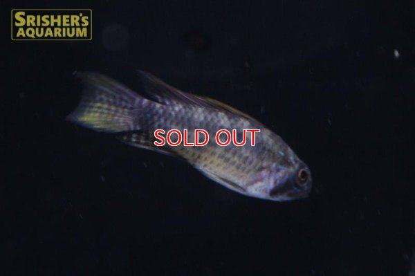 画像4: アピストグラマ　ブライトビンデン　サンタイザベル　ワイルド (ペア)