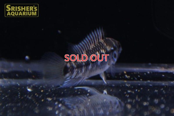 画像4: アピストグラマ ｓｐ.  ”リオカウラ” sv-50 ブリード F1（ペア）【２０１９年採集】【ベネズエラ】