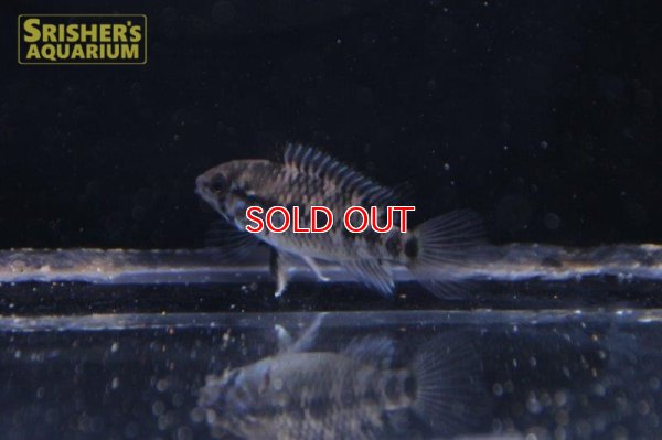 画像6: アピストグラマ ｓｐ.  ”リオカウラ” sv-50 ブリード F1（ペア）【２０１９年採集】【ベネズエラ】