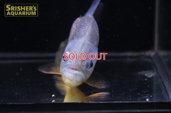 画像9: ピラニア ピラヤ（ブラジル、サンフランシスコ川産）