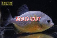 ピラニア ピラヤ（ブラジル、サンフランシスコ川産）