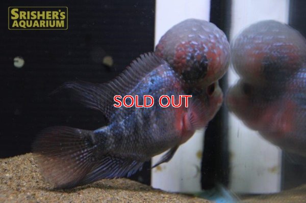 画像4: フラワーホーン紅麒麟（ベニキリン）