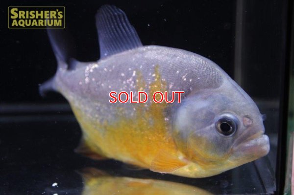 画像6: ピラニア ピラヤ（ブラジル、サンフランシスコ川産）