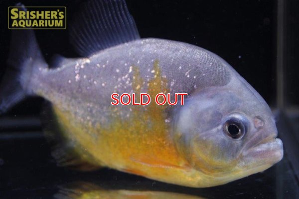 画像7: ピラニア ピラヤ（ブラジル、サンフランシスコ川産）