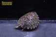 画像4: カブトニオイガメ（ベビー）※店頭販売のみです (4)