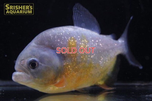 画像5: ピラニア ピラヤ（ブラジル、サンフランシスコ川産）