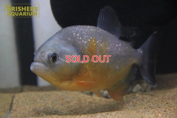 画像4: ピラニア ピラヤ（ブラジル、サンフランシスコ川産）