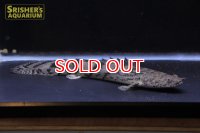 ポリプテルス エンドリケリー ナイジェリア産