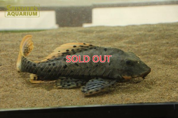 画像11: オレンジフィンアーマードプレコ　リオブランコ（２８ｃｍ！！）