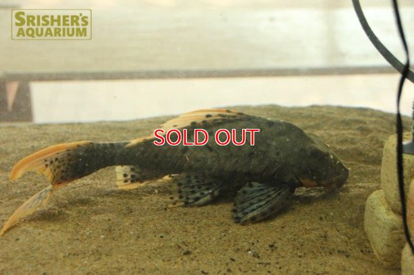 画像17: オレンジフィンアーマードプレコ　リオブランコ（２８ｃｍ！！）