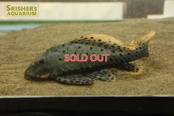 画像3: オレンジフィンアーマードプレコ　リオブランコ（２８ｃｍ！！）