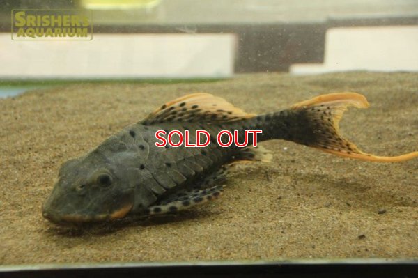 画像5: オレンジフィンアーマードプレコ　リオブランコ（２８ｃｍ！！）