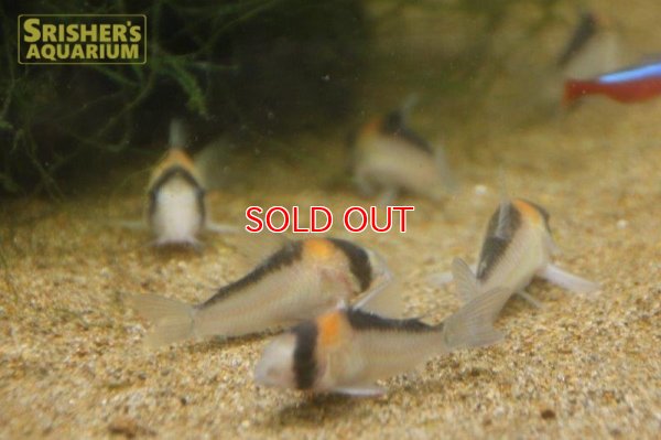 画像5: コリドラス　アドルフォイ　ワイルド　元祖