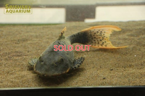 画像7: オレンジフィンアーマードプレコ　リオブランコ（２８ｃｍ！！）