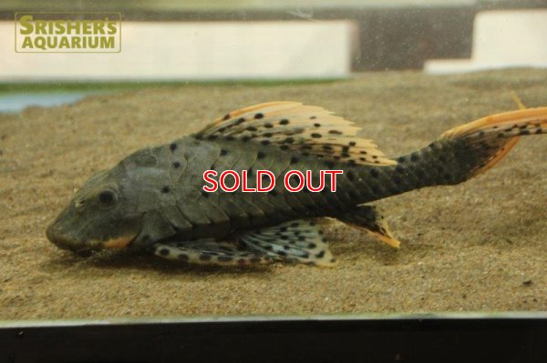 画像4: オレンジフィンアーマードプレコ　リオブランコ（２８ｃｍ！！）