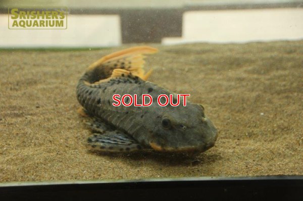 画像9: オレンジフィンアーマードプレコ　リオブランコ（２８ｃｍ！！）