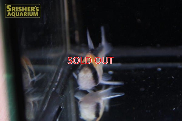 画像4: コリドラス　アドルフォイ　ワイルド　元祖