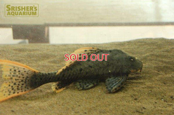 画像15: オレンジフィンアーマードプレコ　リオブランコ（２８ｃｍ！！）