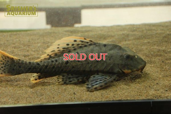 画像12: オレンジフィンアーマードプレコ　リオブランコ（２８ｃｍ！！）