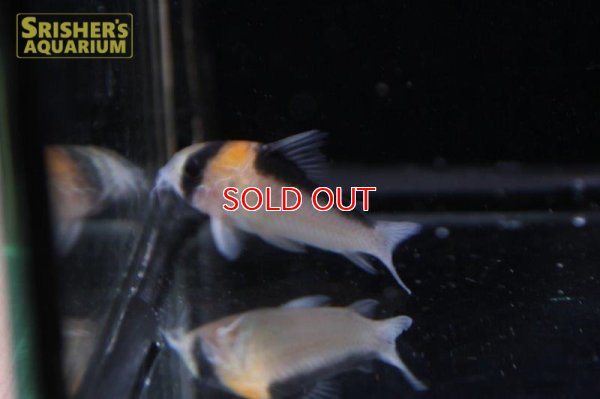 画像3: コリドラス　アドルフォイ　ワイルド　元祖