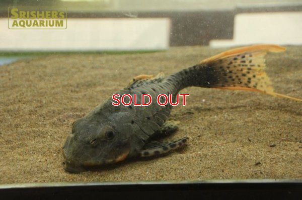画像6: オレンジフィンアーマードプレコ　リオブランコ（２８ｃｍ！！）