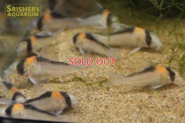 画像6: コリドラス　アドルフォイ　ワイルド　元祖