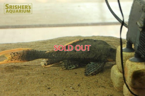 画像18: オレンジフィンアーマードプレコ　リオブランコ（２８ｃｍ！！）