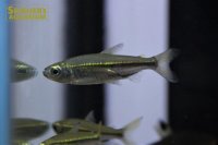 ブラックラインコンゴテトラ