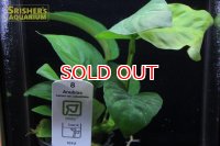 水草 アヌビアス バルテリー カラディフォリア １７０５ ＴＲ (１ポット)