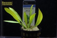 水草 エキノドルス　アフリカヌス　ＡＬ（POＴ）