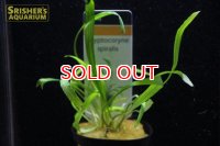 水草 クリプトコリネ　スピラリス　ＡＬ（１ポット）