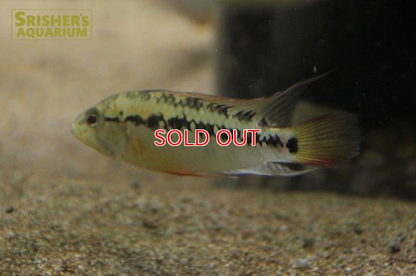 画像4: アピストグラマ ｓp.  sc-26（ペア）【２０１９年採集】【コロンビア】