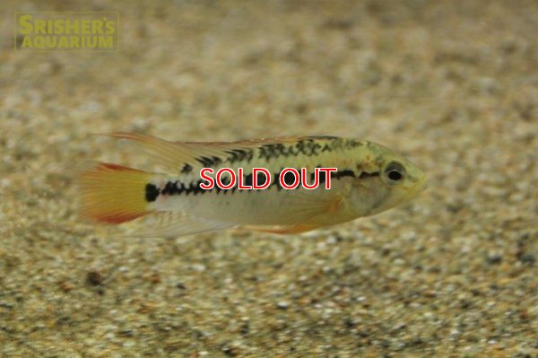 画像3: アピストグラマ ｓp.  sc-26（ペア）【２０１９年採集】【コロンビア】