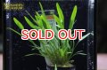 水草 クリプトコリネ　アミコルム　ＡＬ（POT）