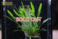 水草 クリプトコリネ　アミコルム　ＡＬ（POT）