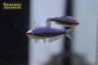 インパイクティスケリー　スーパーブルー