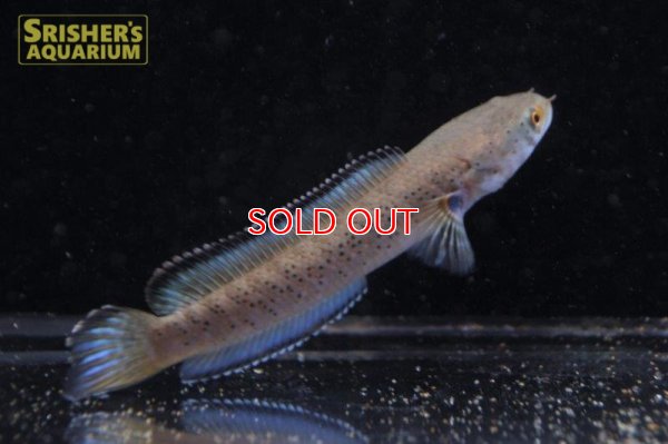 画像3: ブルーギャラクシースネークヘッド（Channa pardalis）