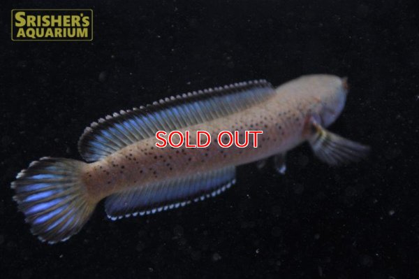 画像4: ブルーギャラクシースネークヘッド（Channa pardalis）