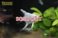プラチナホワイトエンゼル（国産）