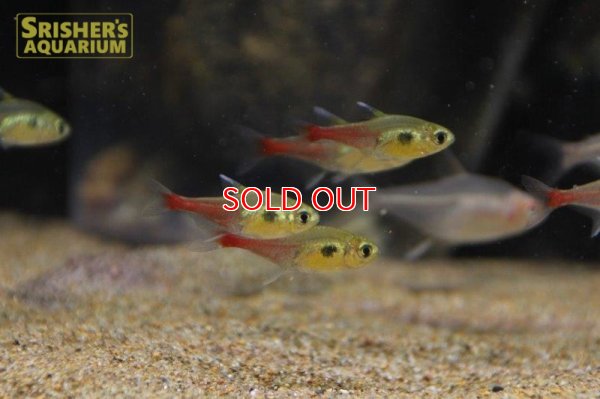 画像6: ロゼウステトラ　”リアル”