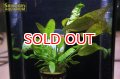 水草 クリプトコリネ　ウステリアーナ　ＡＬ（１ポット）