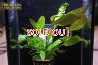 水草 クリプトコリネ　ウステリアーナ　ＡＬ（１ポット）
