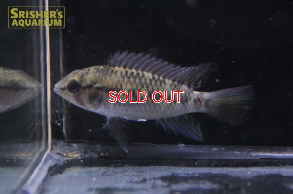 画像9: アピストグラマ ｓｐ.  ”リオカウラ” sv-50 n-2 （ペア）【２０１９年採集】【ベネズエラ】