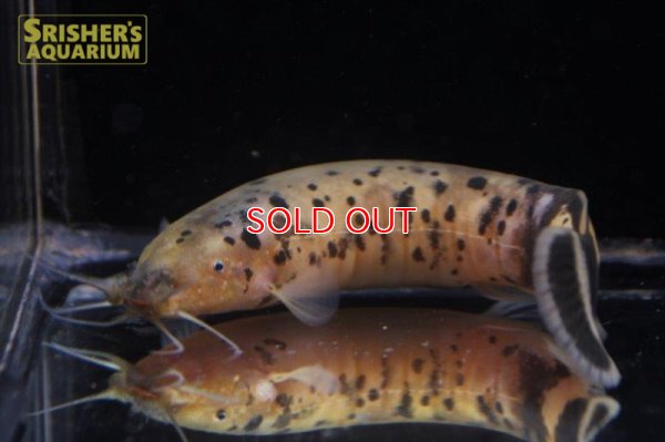 画像6: ロングボディデンキナマズ