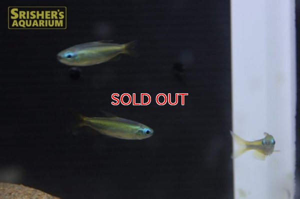 画像6: ゴールデンコンゴテトラ　(PH.AURANTIACUS)