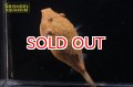テトラオドン ミウルス