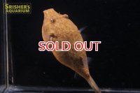 テトラオドン ミウルス